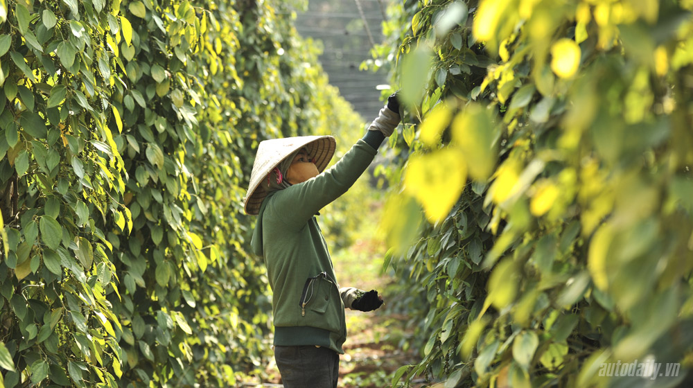 Nissan Sunny khám phá “đảo ngọc” Phú Quốc Nissan Sunny (49) - Copy.jpg