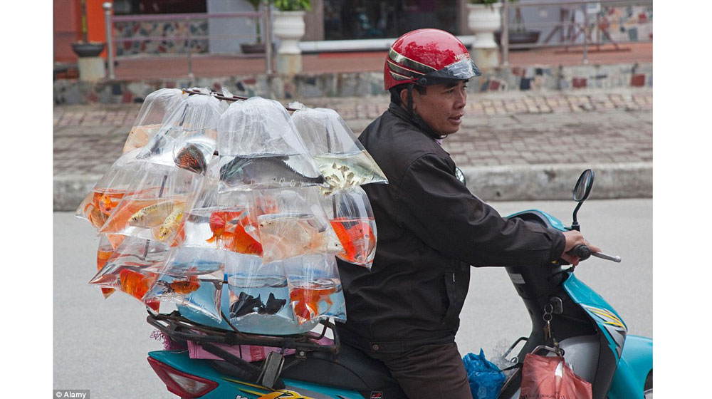 Tây ngỡ ngàng với xe máy ở Việt Nam xe may viet nam (13).jpg