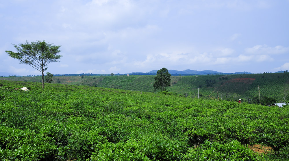 Ảnh Yamaha Tour ngày 2, đi trong nắng Tây Nguyên, mưa đại ngàn Yamaha Blue Core Tourning 2015 ngay 2 (14).jpg