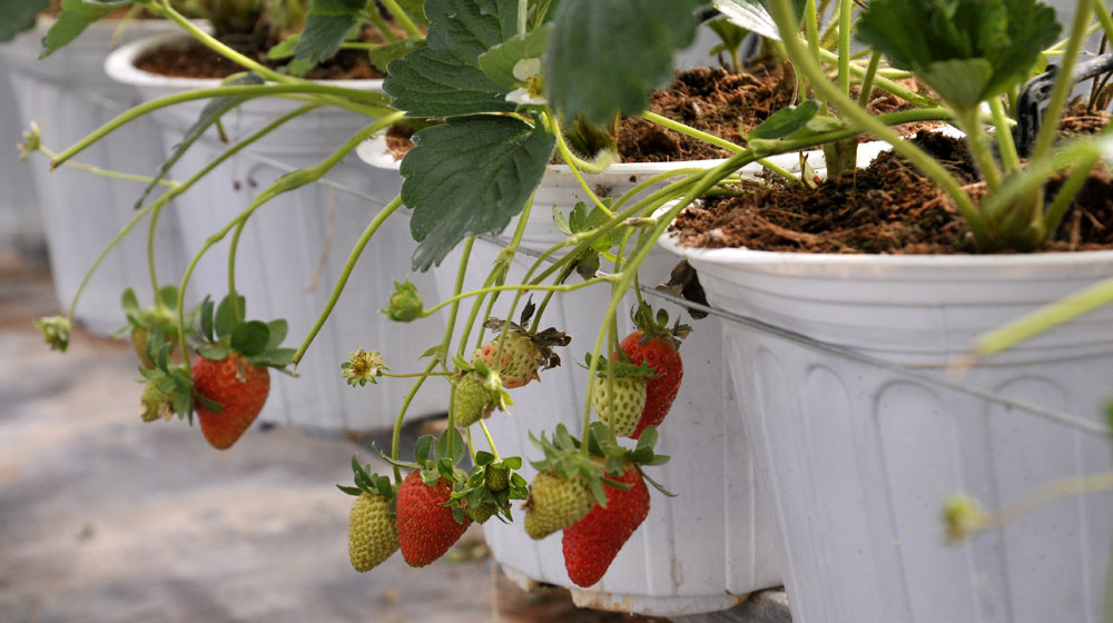 Ảnh Lexus Caravan 2015, ngày 2 lexus-caravan-2015-day2 (2)-2.jpg