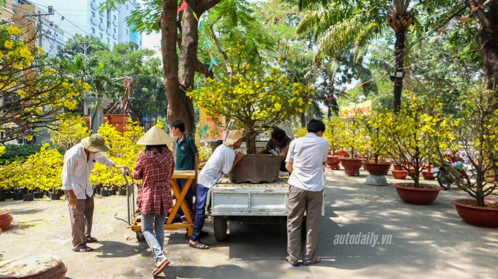 Không khí Tết tràn ngập đường phố Sài Gòn Phong_su_anh_Tet_2016 (12).jpg