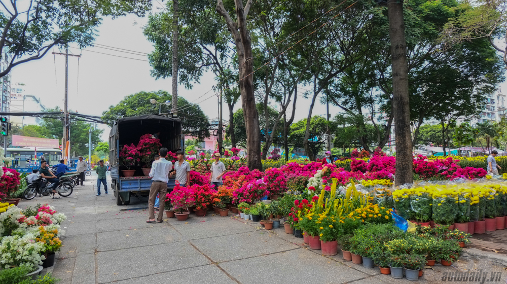 Không khí Tết tràn ngập đường phố Sài Gòn Phong_su_anh_Tet_2016 (8).jpg