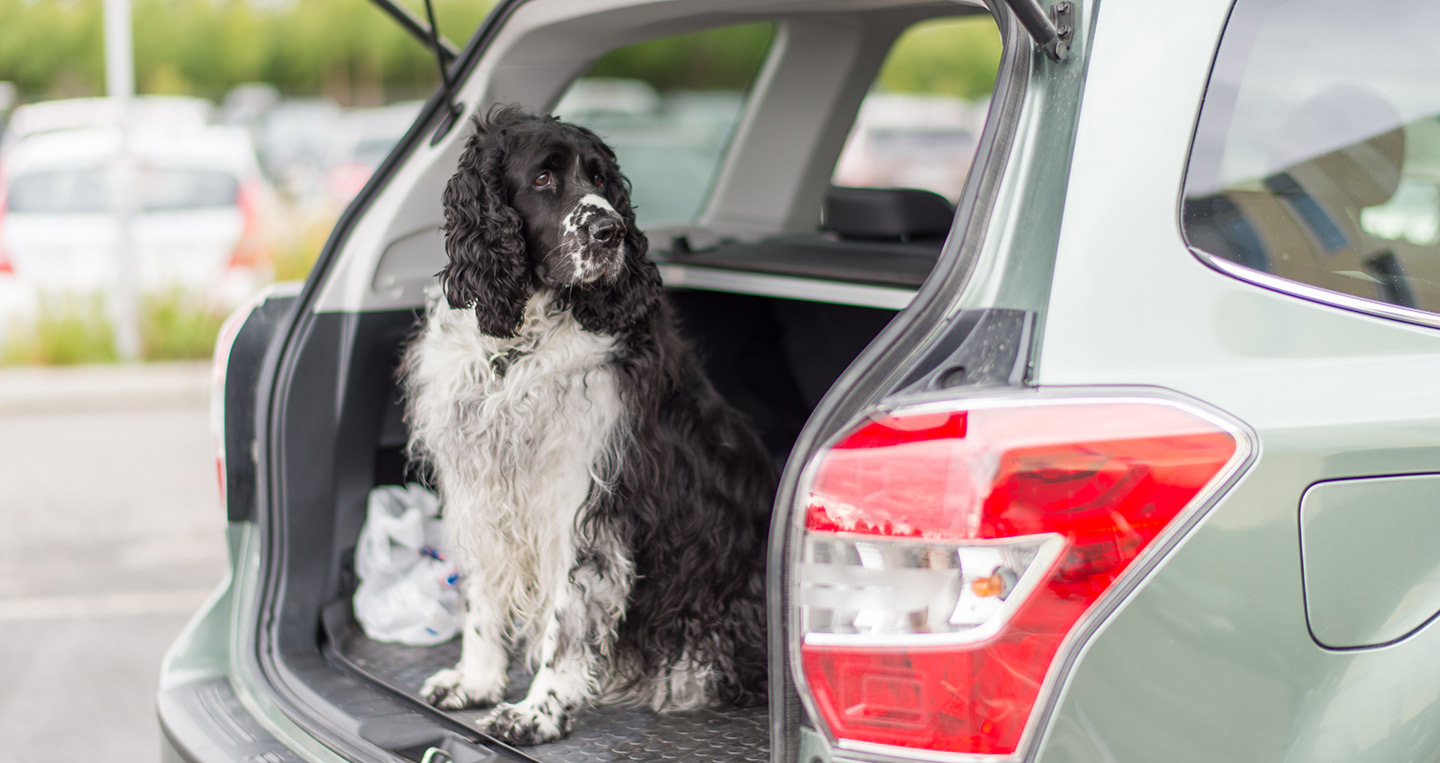 Subaru - khi chiếc xe là một người bạn subaru-love-campaing (2).jpg