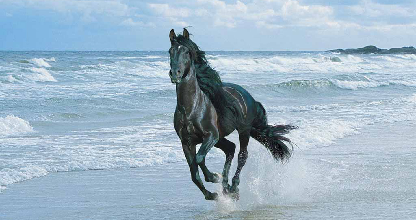 xhorse-beachjpgpagespeedicll3zbwliur.jpg