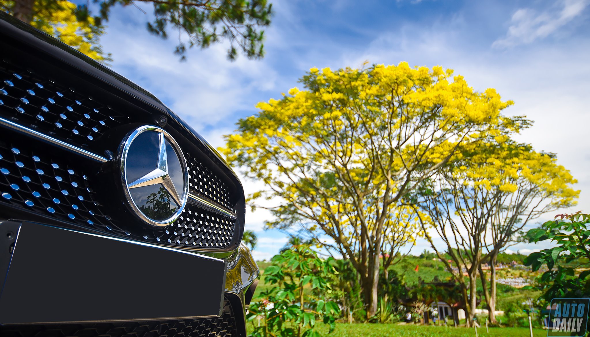 Mercedes-Heritage Photo Tour 2020: Du khảo giữa mùa hoa lim-xet-1.jpg