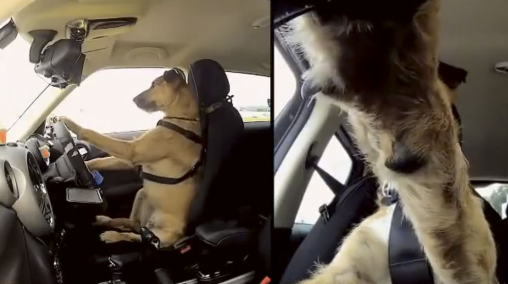 Chuyện thật: Chó lái xe yes-this-dog-is-actually-driving-a-car-video-84191_1.jpg